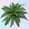 Box of 6: Boston Fern Plant with 25 Silk Fronds, 28" Wide, Faux Greenery, Floral Home by Artificial Flowers